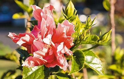Гибискус, или  китайская роза