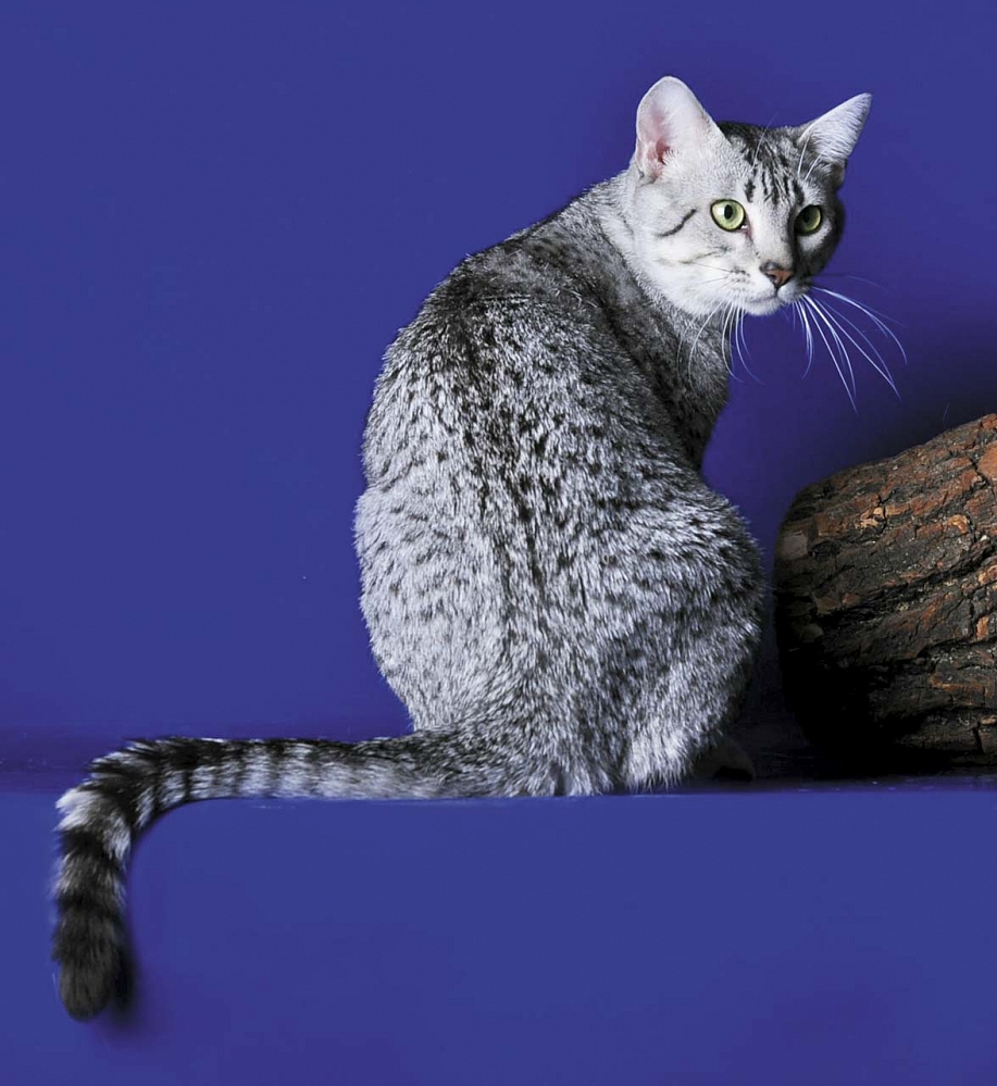 Кошка фараонов — египетская мау | Интернет магазин журналов Мой любимый  киоск