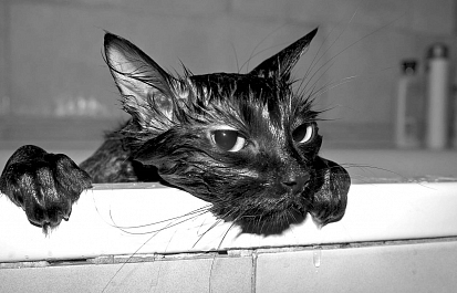 Плавающие кошки: правда и вымысел