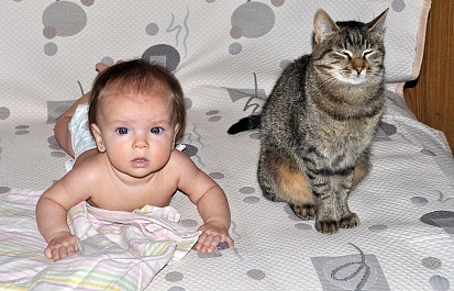 Аллергия на кошек… Уверены?